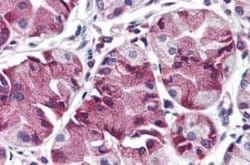 GOAT/MBOAT4 Antibody, Novus Biologicals 50 &mu;g | Buy Online | Novus Biologicals | Fisher Scientific